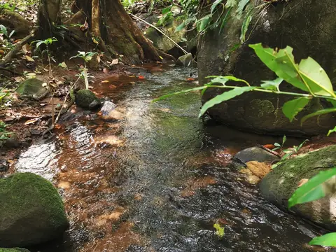 Crystal-clear water — Stream, Rio Ángel Bio-reserve