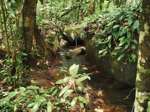 The stream beneath the canopy — Stream, Rio Ángel Bio-reserve