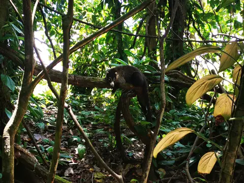 Monkeys in the canopy — Plants and animals, Rio Ángel Bio-reserve