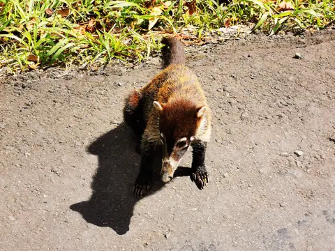 Coati — Plants and animals, Rio Ángel Bio-reserve