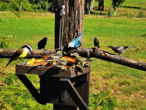 A bird feeder with tanagers — Plants and animals, Rio Ángel Bio-reserve