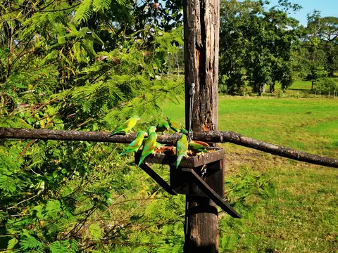 Parrots at the feeder — Plants and animals, Rio Ángel Bio-reserve