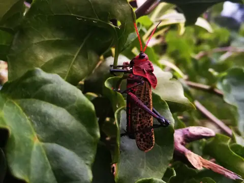A grasshopper on a leaf — Plants and animals, Rio Ángel Bio-reserve