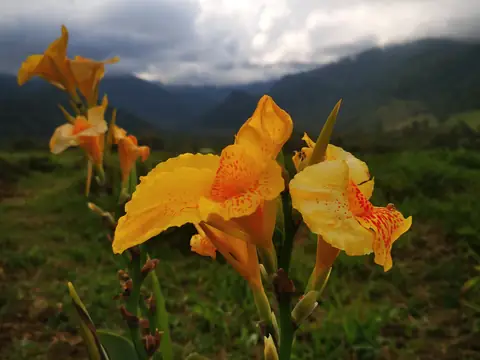 Canna against the mountains — Plants and animals, Rio Ángel Bio-reserve