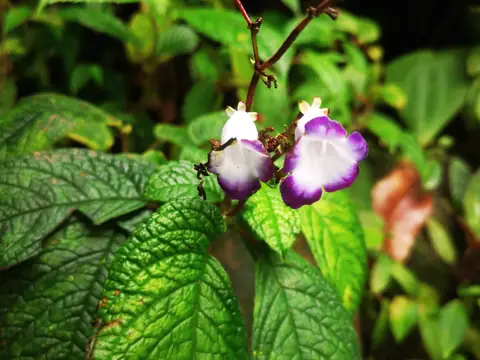 A white and purple flower — Plants and animals, Rio Ángel Bio-reserve