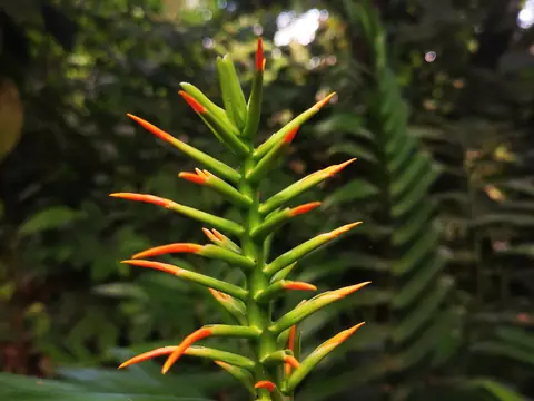 An orange heliconia — Plants and animals, Rio Ángel Bio-reserve