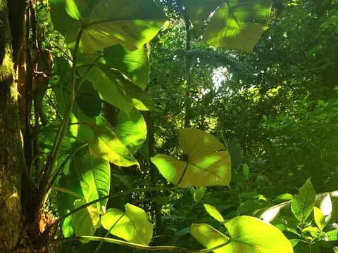 Backlit leaves — Plants and animals, Rio Ángel Bio-reserve