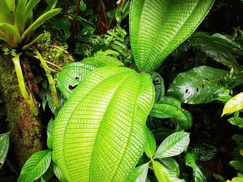 Large leaves in the undergrowth — Plants and animals, Rio Ángel Bio-reserve