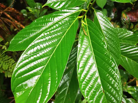 Leaf detail — Plants and animals, Rio Ángel Bio-reserve