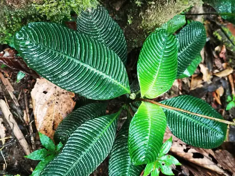 Leaves on the forest floor — Plants and animals, Rio Ángel Bio-reserve