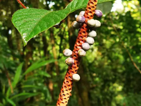 Fruiting stems in the undergrowth — Plants and animals, Rio Ángel Bio-reserve