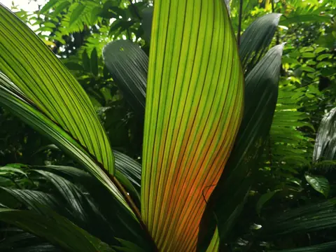 A young palm frond — Plants and animals, Rio Ángel Bio-reserve