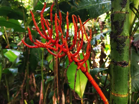 A red flower among bamboo — Plants and animals, Rio Ángel Bio-reserve