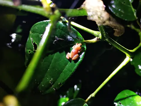 Leaves against the sun — Plants and animals, Rio Ángel Bio-reserve