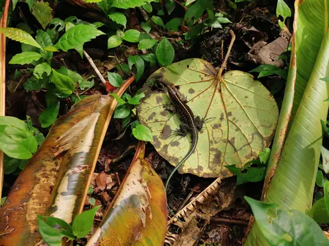 Fallen leaves — Plants and animals, Rio Ángel Bio-reserve