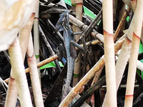 Bamboo culms — Plants and animals, Rio Ángel Bio-reserve
