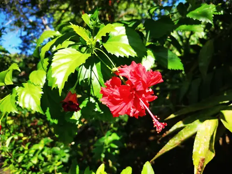 Hibiscus — Plants and animals, Rio Ángel Bio-reserve