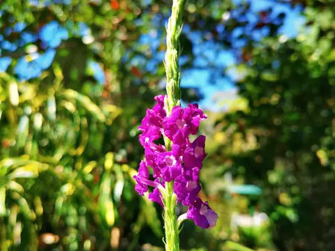 A pink orchid — Plants and animals, Rio Ángel Bio-reserve