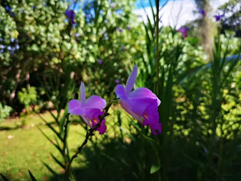 Orchids in the garden — Plants and animals, Rio Ángel Bio-reserve