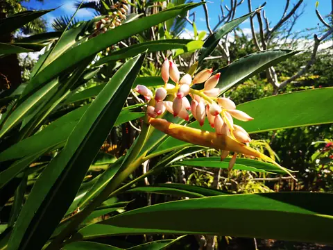 Ginger buds — Plants and animals, Rio Ángel Bio-reserve