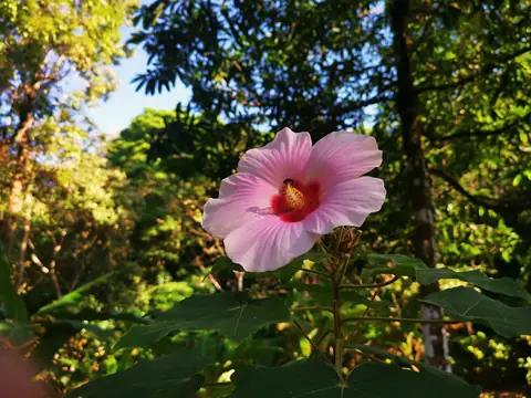 A pink hibiscus — Plants and animals, Rio Ángel Bio-reserve