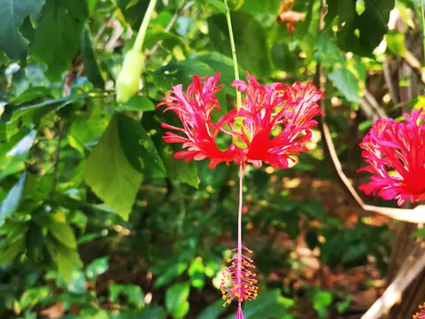 Fringed hibiscus — Plants and animals, Rio Ángel Bio-reserve