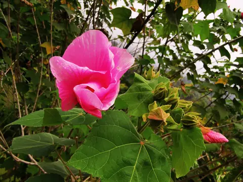 Hibiscus above the leaves — Plants and animals, Rio Ángel Bio-reserve