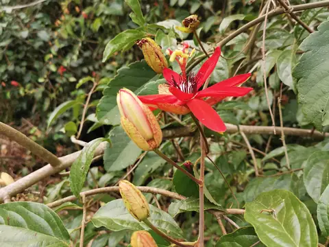 A red flower in the scrub — Plants and animals, Rio Ángel Bio-reserve