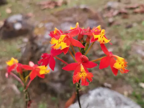 Epidendrum — Plants and animals, Rio Ángel Bio-reserve