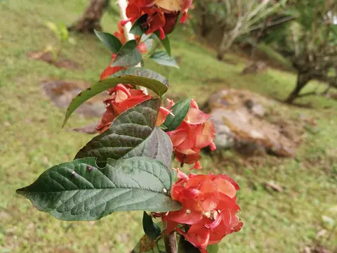 Flowers on the slope — Plants and animals, Rio Ángel Bio-reserve