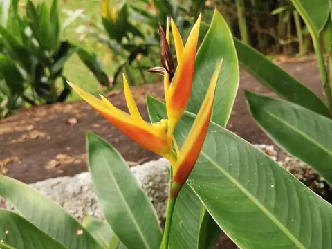 Heliconia by the path — Plants and animals, Rio Ángel Bio-reserve