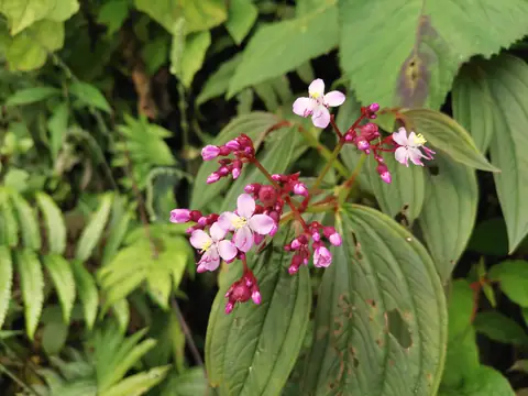 Small flowers in the mountains — Plants and animals, Rio Ángel Bio-reserve