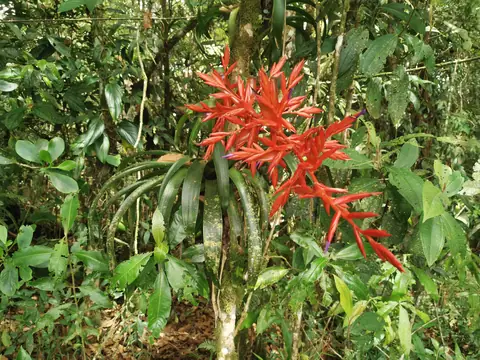A red bromeliad — Plants and animals, Rio Ángel Bio-reserve