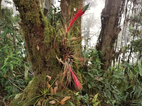 Bromeliad on a trunk — Plants and animals, Rio Ángel Bio-reserve