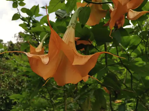 Angel's trumpet — Plants and animals, Rio Ángel Bio-reserve