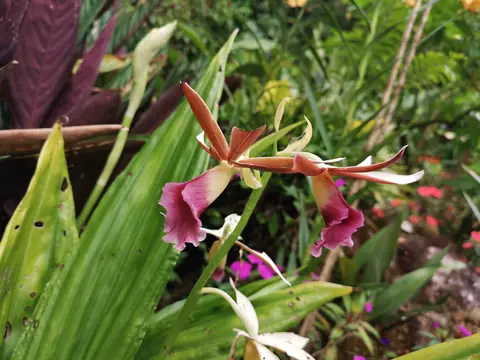 An orchid in the undergrowth — Plants and animals, Rio Ángel Bio-reserve
