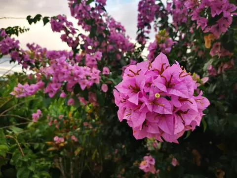 Bougainvillea — Plants and animals, Rio Ángel Bio-reserve