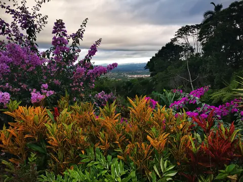 A colourful hedge — Plants and animals, Rio Ángel Bio-reserve