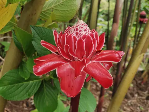 Etlingera elatior — Plants and animals, Rio Ángel Bio-reserve