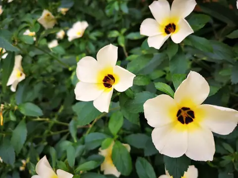 White flowers — Plants and animals, Rio Ángel Bio-reserve