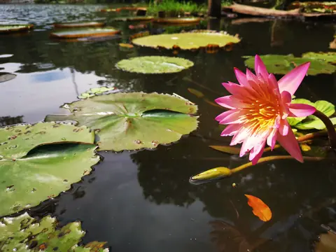 Water lily — Plants and animals, Rio Ángel Bio-reserve