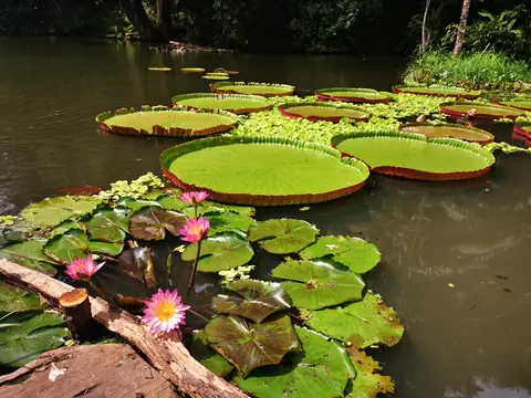 Victoria water-lily pools — Plants and animals, Rio Ángel Bio-reserve