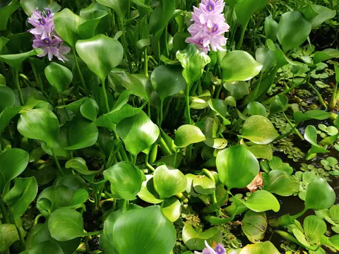 Water hyacinth — Plants and animals, Rio Ángel Bio-reserve
