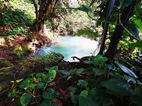 Blue water among the roots — Waterfalls and rivers, Rio Ángel Bio-reserve