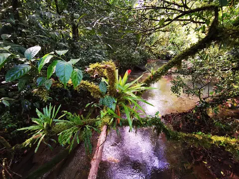 A torrent in the rainforest — Waterfalls and rivers, Rio Ángel Bio-reserve