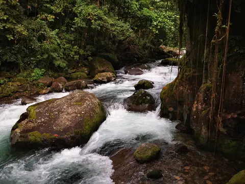 The river between the trunks — Waterfalls and rivers, Rio Ángel Bio-reserve