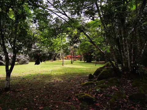 Mature trees above the lawn — Garden, Rio Ángel Bio-reserve