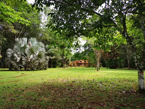 Palms in the garden — Garden, Rio Ángel Bio-reserve