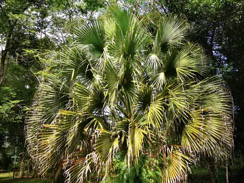 A fan palm — Garden, Rio Ángel Bio-reserve