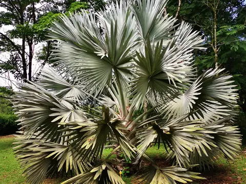 Bismarckia nobilis — palma azul — Garden, Rio Ángel Bio-reserve